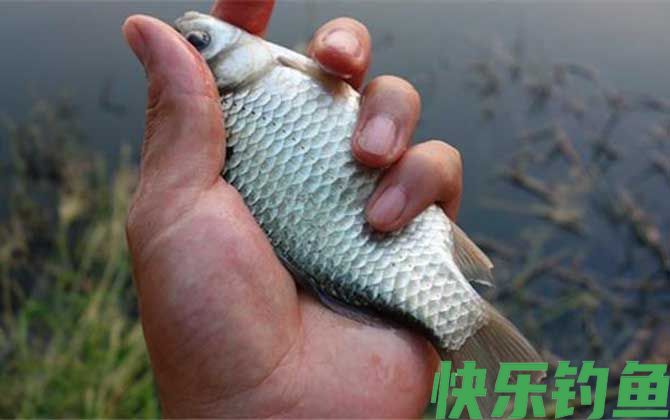 钓鲫鱼要双钩躺底吗？