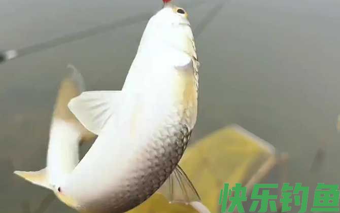 钓鲻鱼用什么饵料好钓？