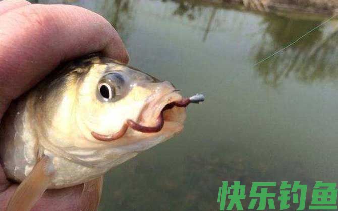 新手野钓用什么鱼饵最好？