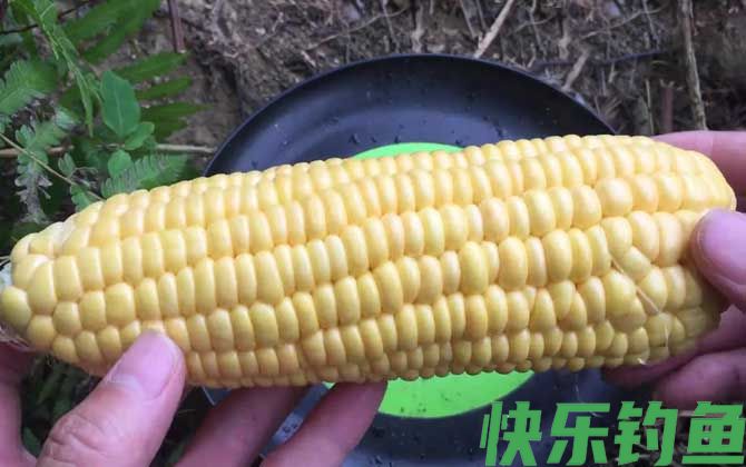 六月钓鱼用什么饵料最好？