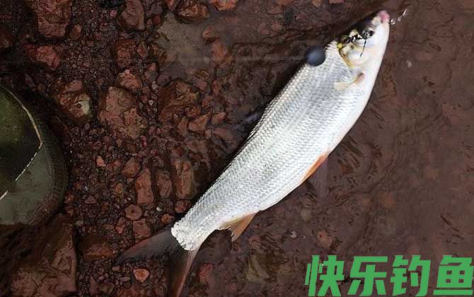 夏季钓黄尾鱼用什么饵料？