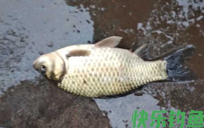 初冬钓鲫鱼用什么饵料？