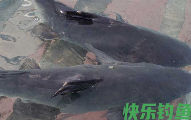 江团吃什么饵料？