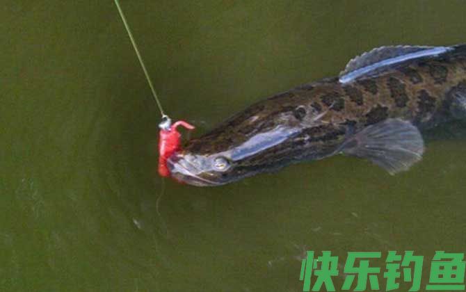 土方法钓黑鱼技巧及注意事项