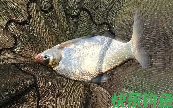 钓鳊鱼