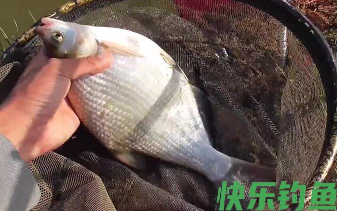 钓鳊鱼
