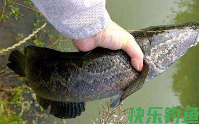 钓黑鱼