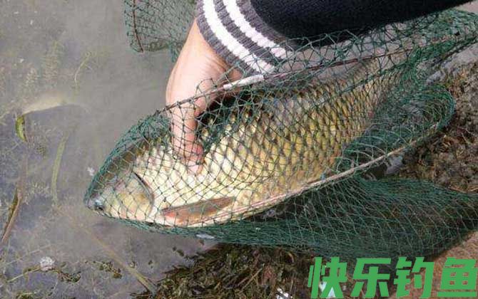 鲤鱼
