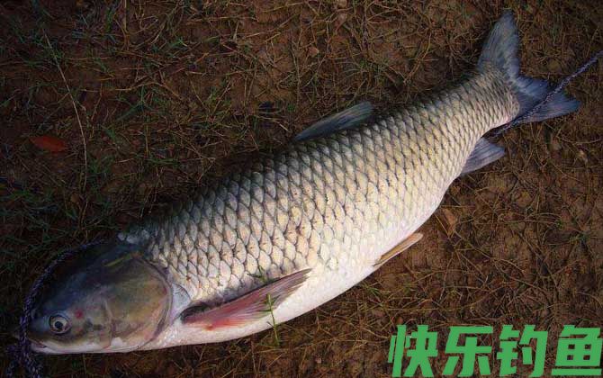 草鱼