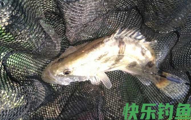 野钓鳜鱼