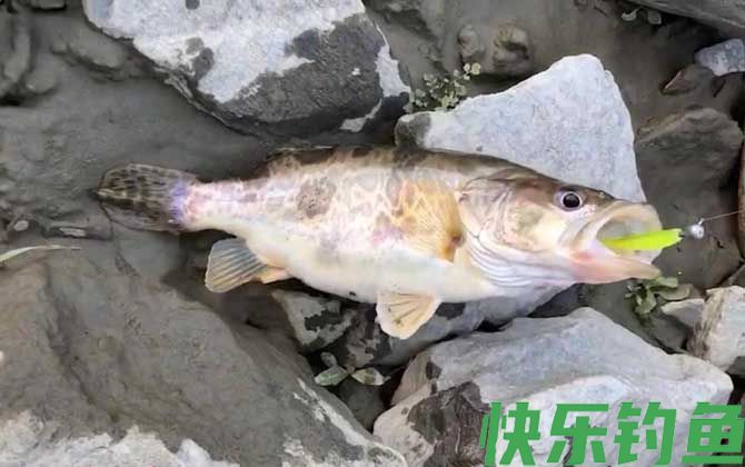 野钓鳜鱼