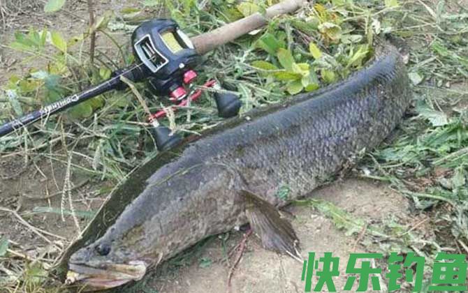 路亚钓鱼