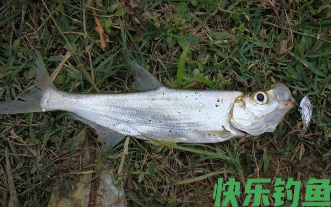 路亚钓鱼