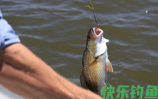 钓海鲈鱼