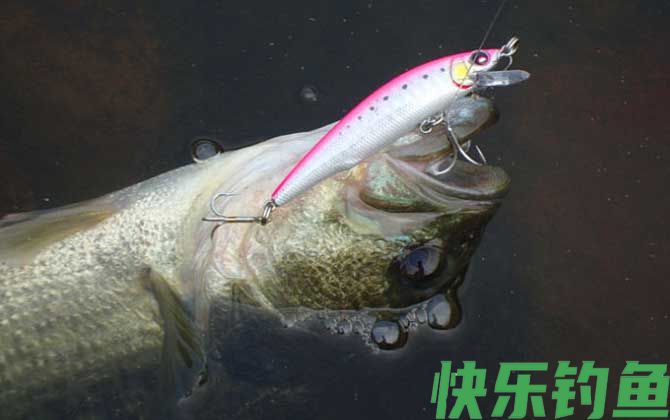 钓海鲈鱼
