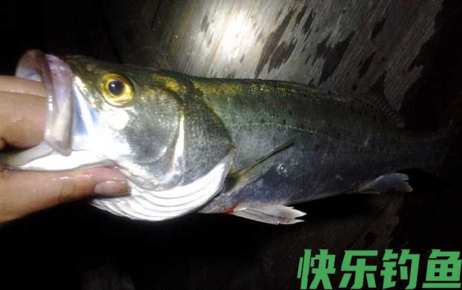 钓海鲈鱼