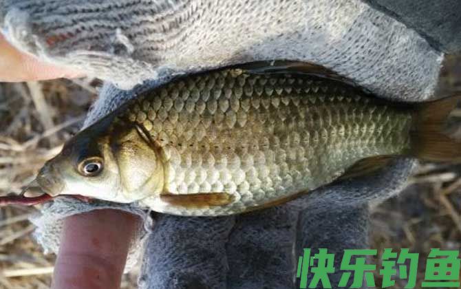 钓鲫鱼