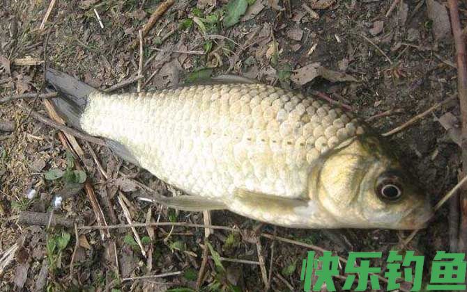 钓鲫鱼