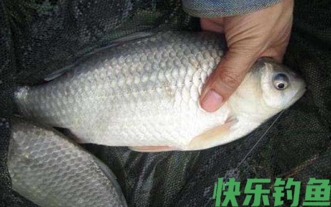 钓鲫鱼