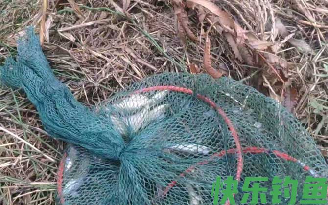 地笼捕鱼网放什么饵料？