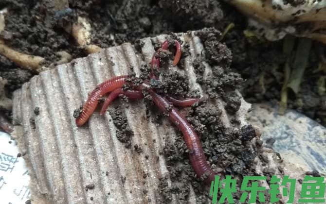 水库钓鱼万能饵料推荐