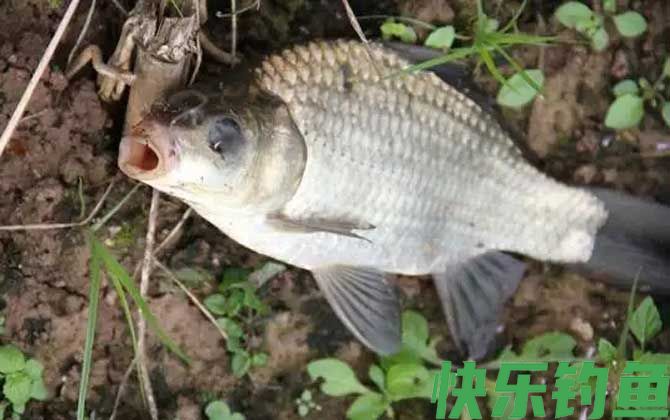 为什么不让用蚯蚓钓鱼？