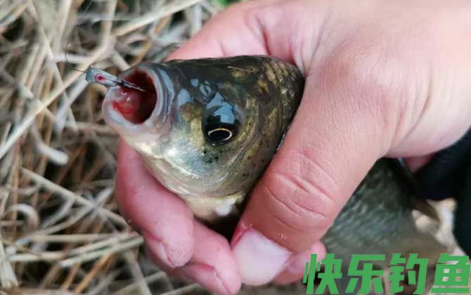 春季传统钓鲫鱼技巧及注意事项