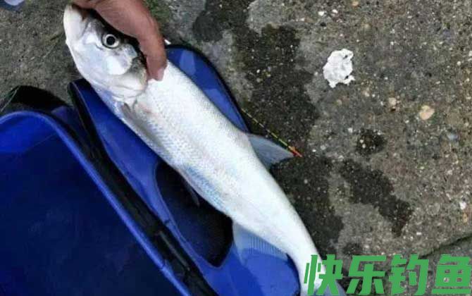 河里面翘嘴鱼怎么钓上鱼快？