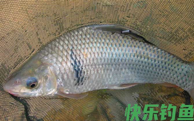 鲮鱼