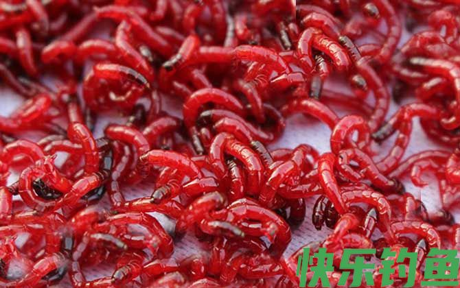 红虫
