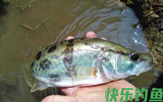 鳜鱼