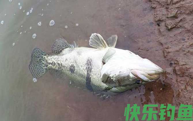 鳜鱼