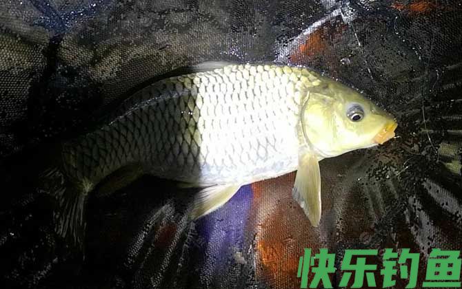 夜钓