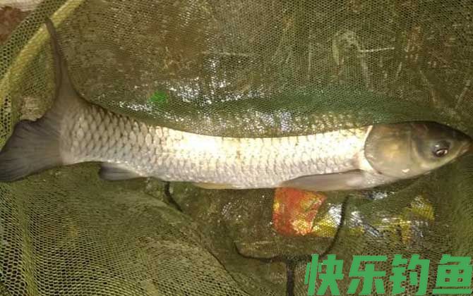野钓草鱼