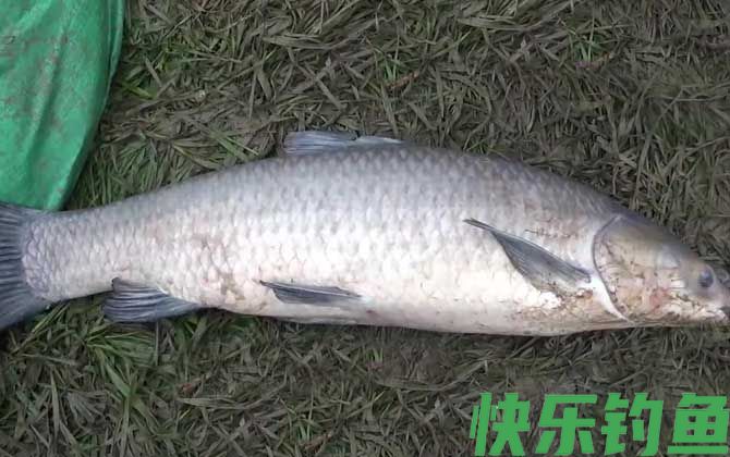 野钓青鱼