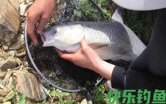 野钓青鱼