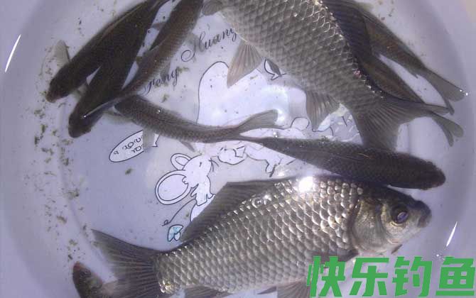 野钓鲫鱼