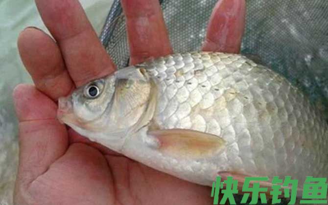 野钓鲫鱼
