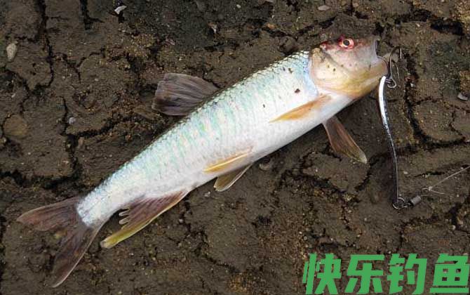 马口鱼