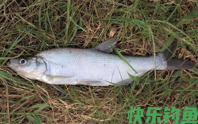 翘嘴