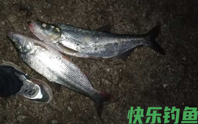 翘嘴