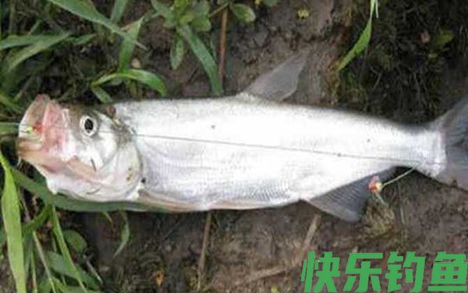 翘嘴