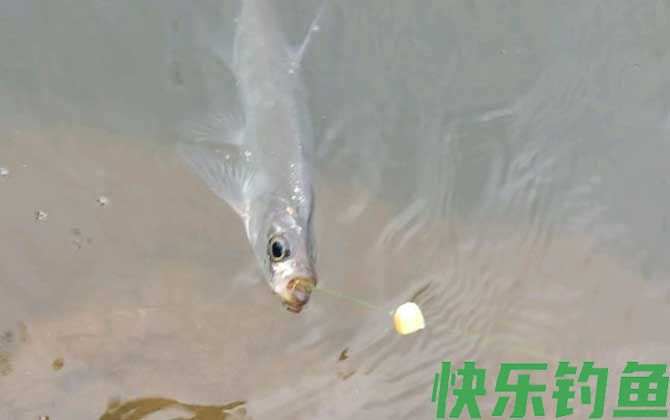翘嘴