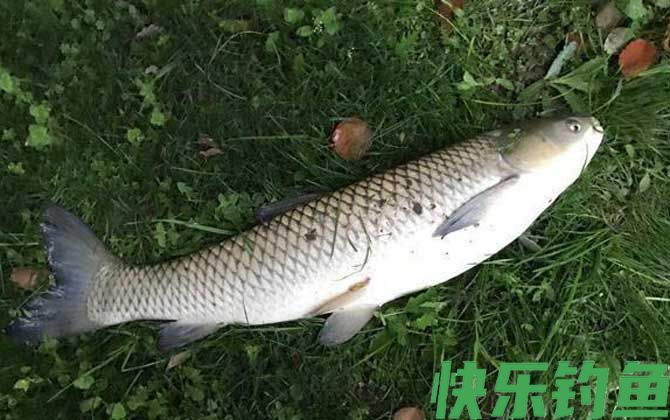 钓草鱼