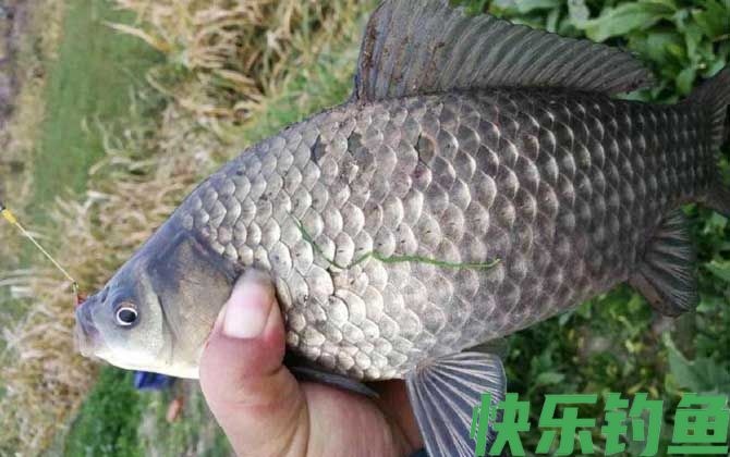 传统钓