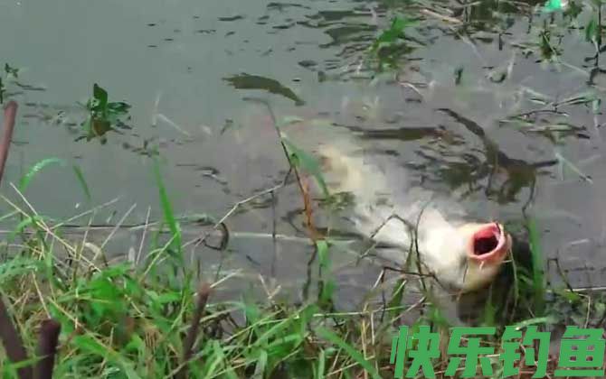 钓鱼