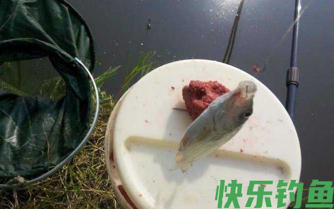 钓鲫鱼