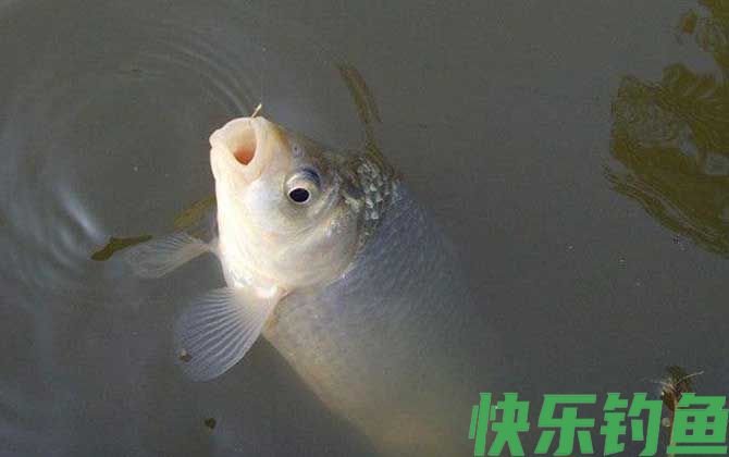 钓鲫鱼