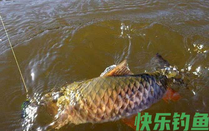 遛鱼
