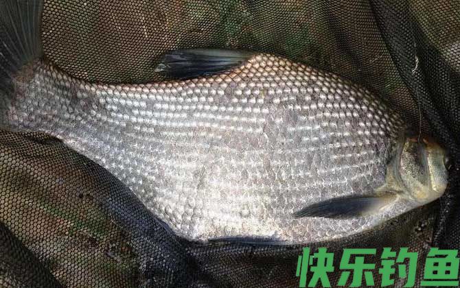 鳊鱼
